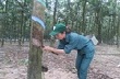 Giá mủ cao su 'nhúc nhích'